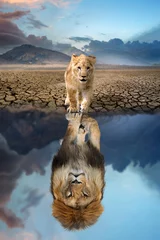 Poster Im Rahmen Löwenjunges, das das Spiegelbild eines erwachsenen Löwen im Wasser betrachtet © byrdyak