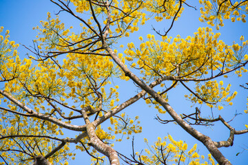 Fototapeta premium Natural photos film: Colorful flower paintings. Time: Friday morning January 28, 2022. Location: Tao Dan Park, Ho Chi Minh City. This is beautifull flowers