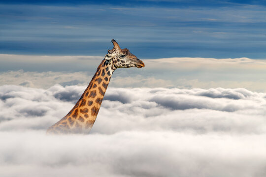 Giraffe above white clouds on blue sky background