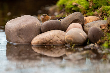 Chaffinch (Fringilla coelebs,) photographed at a reflection pool