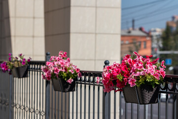 A mixture of pink petunias of different shades in a plastic pot on the railing of a black wrought iron fence