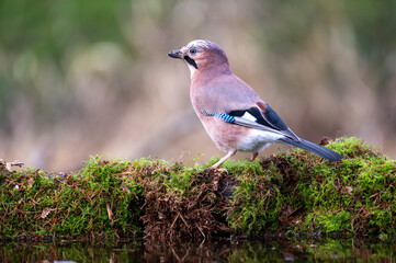 Close-up image of a European Jay (Garrulus glandarius)