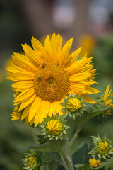 Natural photos film: Colorful flower paintings.  Time: Friday morning January 28, 2022. Location: Tao Dan Park, Ho Chi Minh City. This is beautifull flowers