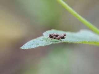 fly on leaf