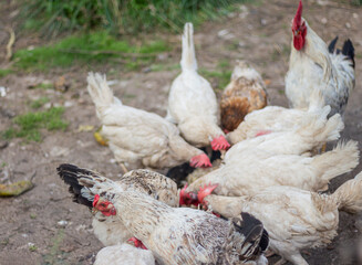 laying hens and a rooster peck food from a feeder in the household