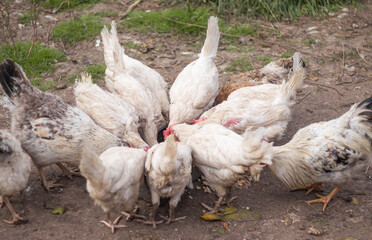 laying hens peck food from the feeder in the household