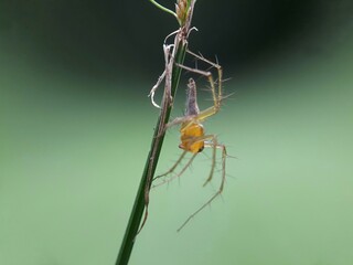 spider on the web