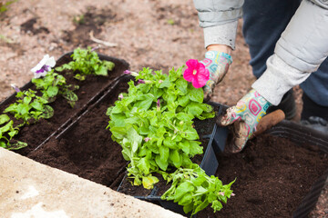 Naklejka premium Gardener replants petunia flower seedlings