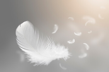Soft Lightly of White Bird Feathers Floating The Sky. Swan Feather Flying on Heavenly.
