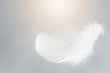 Single White Bird Feathers Floating The Sky. Swan Feather Flying on Heavenly.
