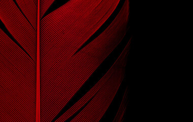 Red Feather texture Line on Black Background.
