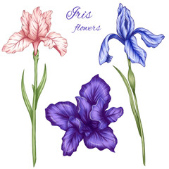 Lovely summer irises, blue, pink and violet iris florals, summer botanica, flowers with stems illustration