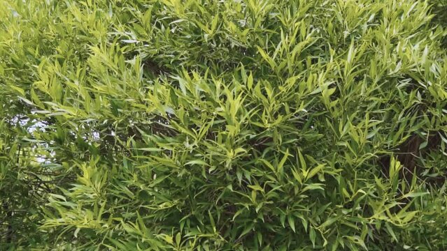 Blowing on wind tree green willow leaves. Pollard Willow, salix alba, Wind in the Leaves, Slow motion