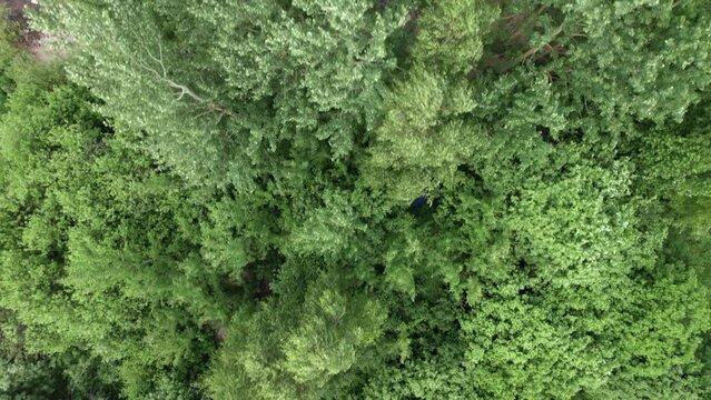 Top view of freen birch forest with river beach or shore with small boat