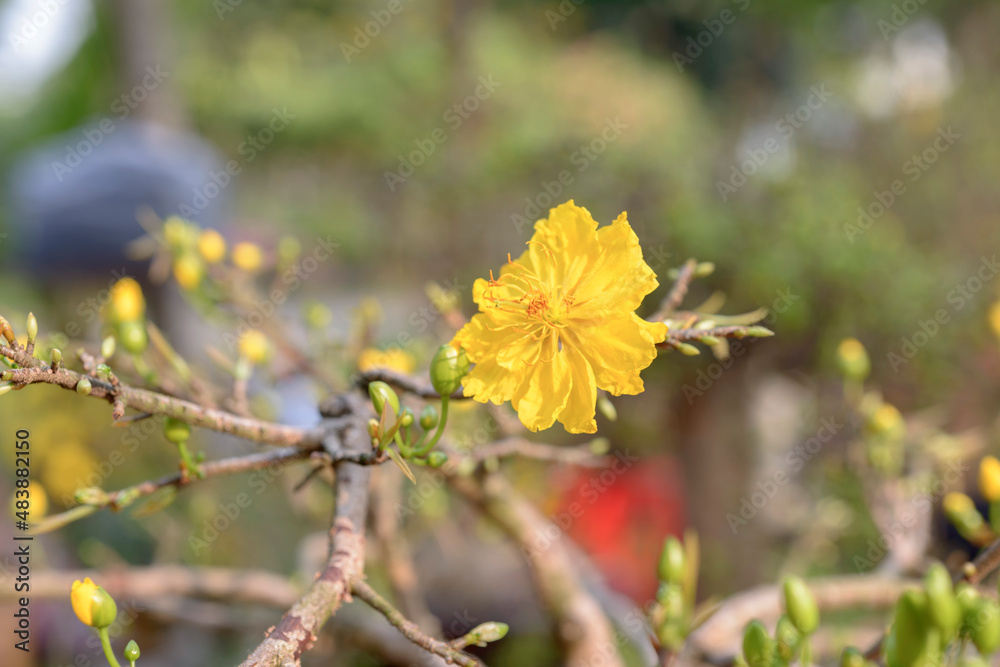 Wall mural Natural photo: Apricot blossom is commonly cultivated. Time: tuesday morning January 25, 2022. Location: Phu Nhuan Park, Ho Chi Minh City 