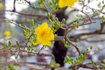 Natural photo: Apricot blossom is commonly cultivated. Time: tuesday morning January 25, 2022. Location: Phu Nhuan Park, Ho Chi Minh City 