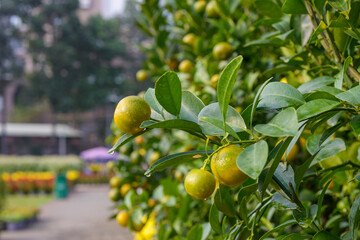 Natural photo: Apricot blossom is commonly cultivated. Time: tuesday morning January 25, 2022. Location: Phu Nhuan Park, Ho Chi Minh City 