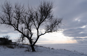 Tree on Mount Pivikha at sunset, view of the snow-covered Dnieper River