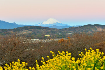 吾妻山山頂から眺める菜の花越しの富士山