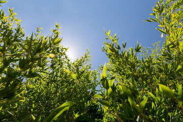 Bamboo Forest Canopy