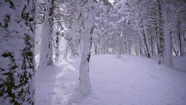 Panorama from top to bottom on rows of trees pine plantation. Vew tranquil forest, sun shining throug trunks and branches cowered snow in cold winter day, natural parkland