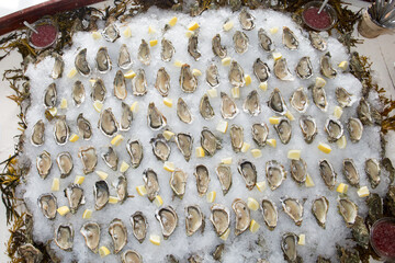fresh oyster in ice in party make oysters background