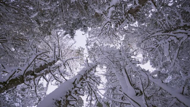 Looking up into forest canopy, to the snowy Tip of a Mature Redwood Tree Plantation from Bellow. Bottom up view branches cowered snow in cold winter day, whirl motion shot