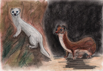 pastel sketch of weasel animal