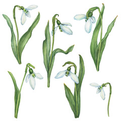 Set of snowdrop, spring flower in bloom (Galanthus). Watercolor hand drawn painting illustration isolated on white background.