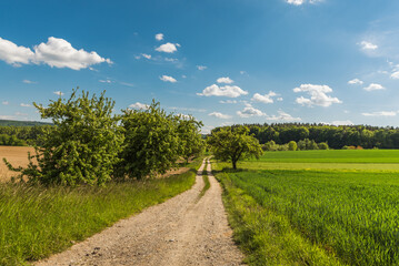 Fototapeta na wymiar Feldweg führt durch Agrarlandschaft auf der Halbinsel Höri am Bodensee, Baden-Württemberg, Deutschland