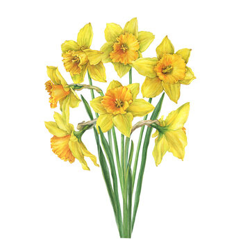 Bouquet of yellow narcissus flowers (daffodil, easter bell, jonquil, lenten lily). Floral botanical picture. Hand drawn watercolor painting illustration isolated on white background.