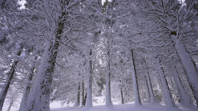 Wide angle mature redwood tree plantation from Bellow. Bottom up view tranquil forest, trunks and branches cowered snow in cold winter day, natural parkland