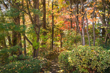 紅葉の小径