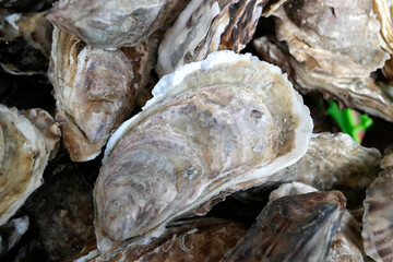 huîtres