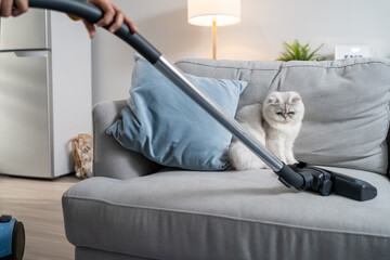 Close up hands of woman vacuuming dust and fur on sofa from little cat