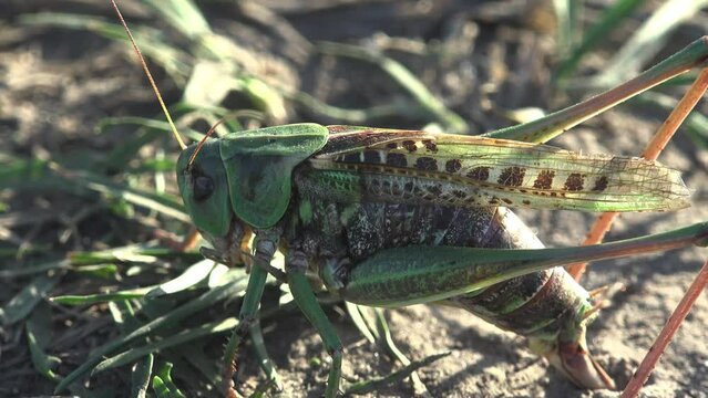 Grey Bush crickets, Phylum Arthropoda,  uses its ovipositor to search and create new burrows for laying eggs, offspring. View macro insect Grasshopper in wildlife