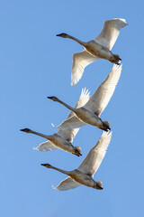 White Trumpeter Swan