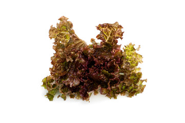 Red Oak Lettuce isolated on white background.