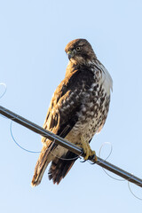 red tailed hawk