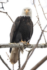 bald eagle bird
