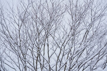 雪をまとった木々　雪の花が咲いた木の枝