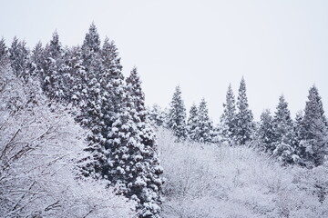 雪をまとった木々　雪の花が咲いた木の枝