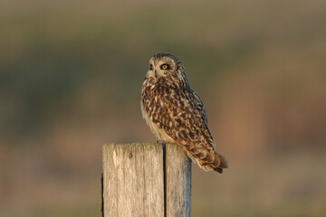 A beautiful Short-eared Owl, Asio flammeus, perched on a fence post.	
