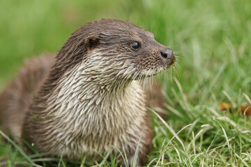 A head shot of an European Otter, Lutra lutra, on the bank of a lake at the British Wildlife Centre.	