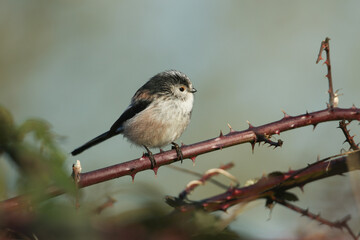 A long-tailed Tit, Aegithalos caudatus, perched on a branch of a bramble bush in winter.	