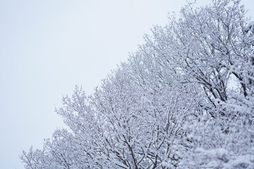 雪をまとった木々　雪の花が咲いた木の枝
