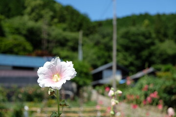里山と白い芙蓉の花と青空