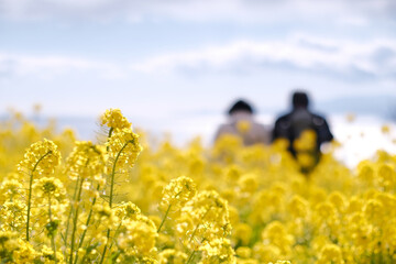 菜の花と老夫婦