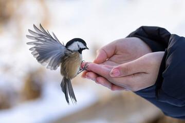 Black capped chickadee © Feng Yu