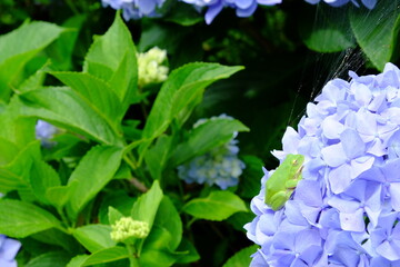 紫陽花とアマガエル
